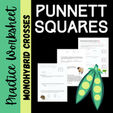 Punnett Square Monohybrid Cross Worksheets Teaching Resources Tpt