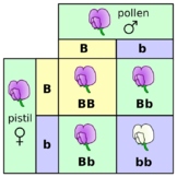 Monohybrid Punnett Square Practice