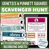 Monohybrid Punnett Squares Practice Problems and Genetics 