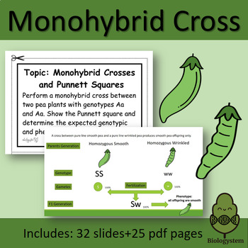 Preview of Monohybrid cross-Genetics punnett Square lesson