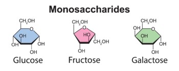 Preview of Monosaccharides. Glucose, Fructose And Galactose.