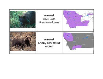 Preview of Montana Mammal Classification Cards