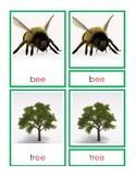 Montessori 3-Part Card EE Phonogram Words