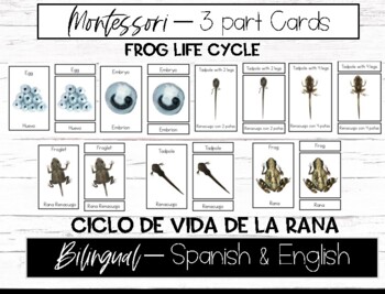 Preview of Montessori 3-Part Cards: Bilingual Frog Life Cycle - Ciclo de vida de la rana