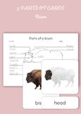 Montessori 3 Part Cards - Parts of a Bison