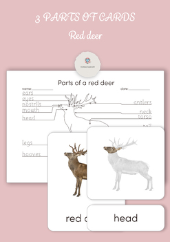 Montessori 3 Part Cards - Parts of a Red Deer by Montessori Open Print