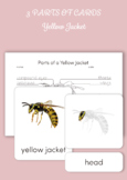 Montessori 3 Part Cards - Parts of a Yellow Jacket (Wasp)