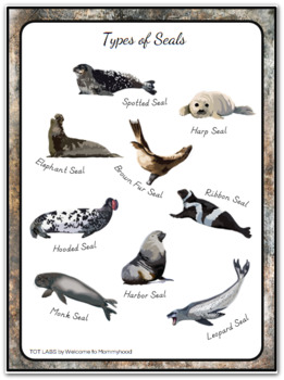 names of seals