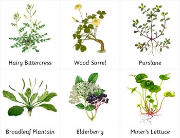 Preview of Montessori 3 Part Cards - Wild Edible Plants