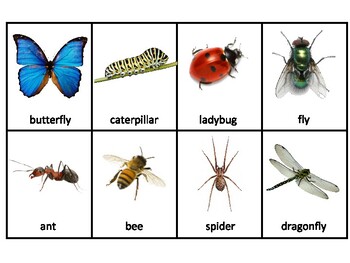 Montessori 3-Part Language Cards: Bugs & Insects by Learning to DIY For