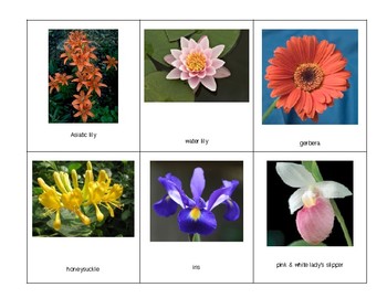 Montessori 3 part Language Cards - Flowers by This Montessori Life