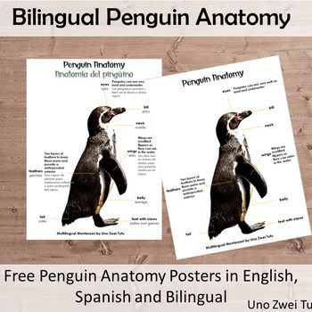 Preview of Montessori Anatomy of a Penguin - Bilingual Parts of A Penguin Poster