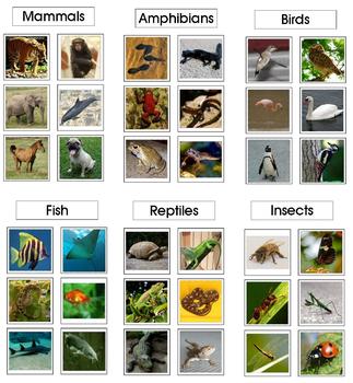 Preview of Montessori Animal Class Sorting, Category Cards - Science, Zoology, Biology
