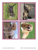 Montessori Animal Matching Picture of a family animal to t