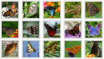Preview of Montessori BUTTERFLY Animal Matching Cards-Science, Zoology, Memory Match