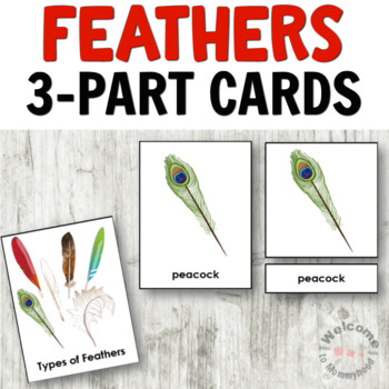 Preview of Montessori Bird Activities - Types of Feathers 3 part cards