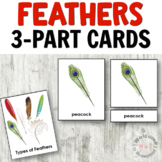 Montessori Bird Activities - Types of Feathers 3 part cards