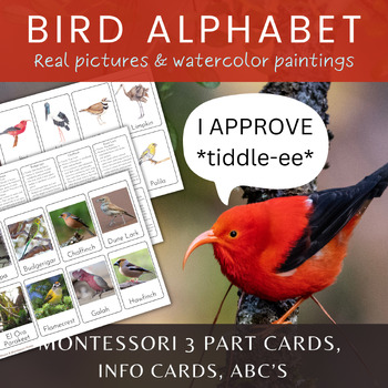 Preview of Montessori Bird Alphabet/Birds from A-Z/Montessori 3 Part Cards+Info Cards