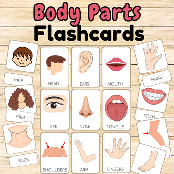 Preview of Body Parts Flashcards: Explore the Human Anatomy