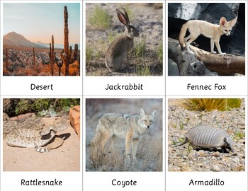 Montessori Desert Animals 3 Part Cards by Toadstool Montessori | TPT