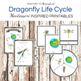 Montessori Dragonfly Life Cycle