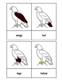 Montessori: Eagle Nomenclature