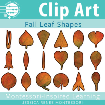 Preview of Montessori Fall Leaves Clip Art, Botany Cabinet Clip Art, Autumn Seasons Work
