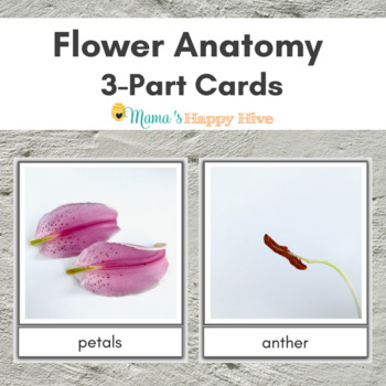 Preview of Montessori Flower Anatomy 3-Part Cards