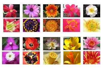 Preview of Montessori Flower Matching Cards-Part to Whole-Science, Botany, Biology, 3-6 yrs