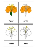 Montessori: Flower Nomenclature