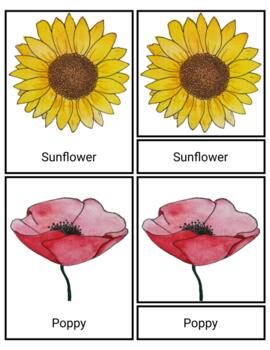 Preview of Montessori Flower Three Part Nomenclature Cards