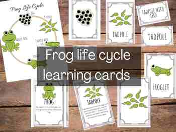 Preview of Montessori Frog Life Cycle Three part cards - pdf preschool science activity