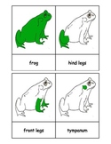 Montessori: Frog Nomenclature