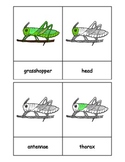 Montessori: Grasshopper Nomenclature