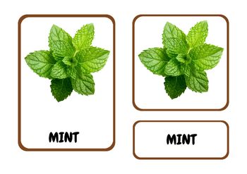 Preview of Montessori Herbs Flashcards: Explore Nature's Bounty