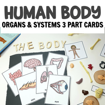 Preview of Montessori Human Body Printables: body systems and organs 3 part cards/posters