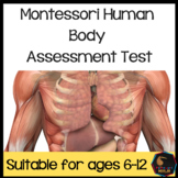 Montessori Human Body test for assessment