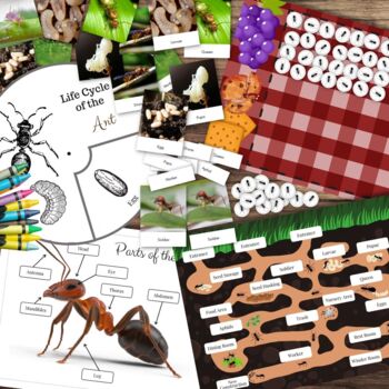Preview of Montessori Inspired ANT Ants Mini Unit Study Bundle Counting, Life Cycle, Parts