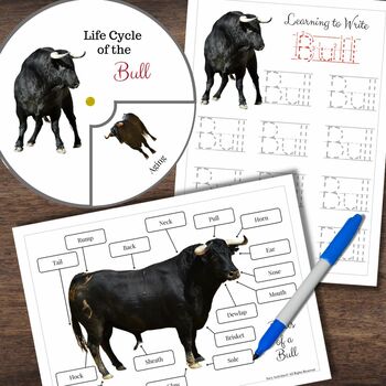 Preview of Montessori-Inspired BULL Life Cycle Anatomy Matching Letter Tracing