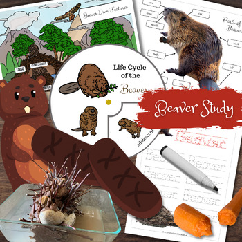 Preview of BEAVER Mini Study STEM & Montessori Activities Posters Life Cycle Anatomy Games