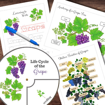 Preview of Montessori-Inspired Grape Vine Life Cycle, Anatomy, Tracing & Varieties