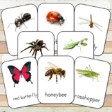 Montessori Insects Toob 3 Part Cards (editable)