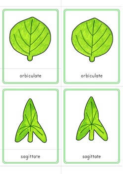 Leaf Shapes Montessori 3 Part Cards by Pinay Homeschooler Shop | TpT