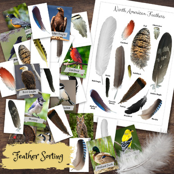 Preview of Montessori-Inspired North American Native Birds Feather Matching Cards