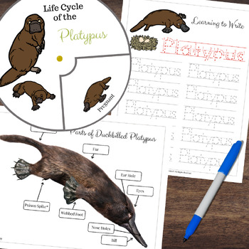 Preview of Montessori-Inspired PLATYPUS Life Cycle Anatomy Matching & Tracing