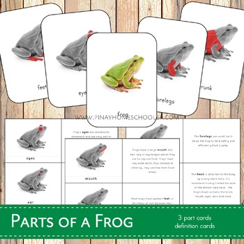 Preview of Parts of a Frog Montessori 3 Part Cards and Definitions