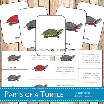 Preview of Parts of a Turtle Montessori 3 Part Cards and Definitions