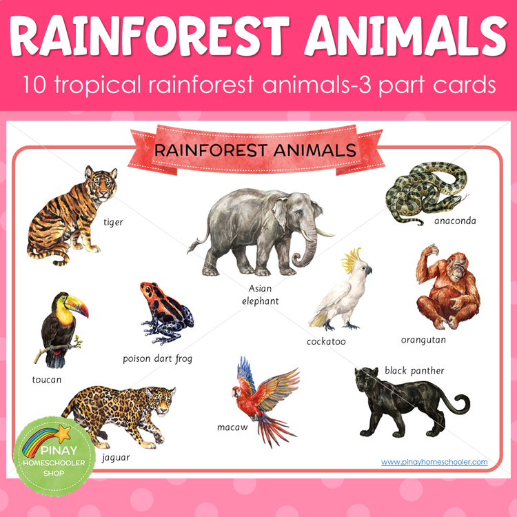 Rainforest Jungle Animals Montessori 3 Part Cards by Pinay Homeschooler