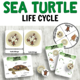 Montessori Inspired Sea Turtle Life Cycle