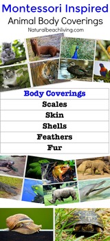 Preview of Montessori Inspired Zoology - Body Coverings